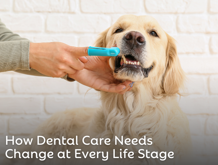 How Dental Care Needs Change at Every Life Stage