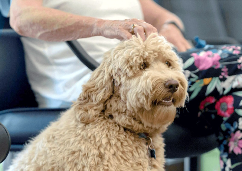 Carousel Slide 4: Wellness Exams and Preventative Care for your pet